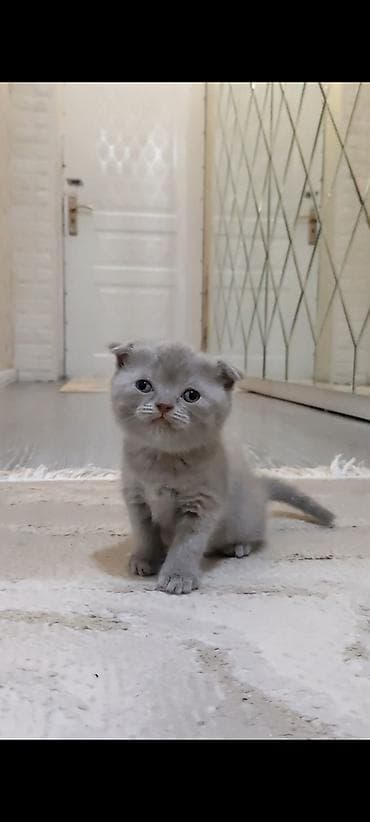 Şotland yastı qulaq lalafo.az -da Şotland yastı qulaq