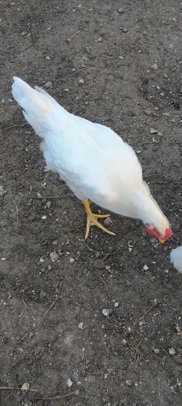Toyuq, Ətlik lalafo.az -da Toyuq, Ətlik