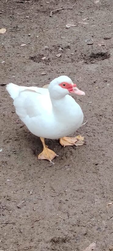 Salam. Özüm üçün aldığım amerkan sortu təmiz cins lal ördəklər lalafo.az -da Salam. Özüm üçün aldığım amerkan sortu təmiz cins lal ördəklər