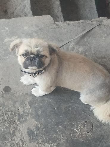 Pekines, 10 ay, Erkek lalafo.az -da Pekines, 10 ay, Erkek