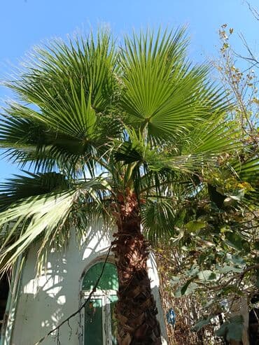 Palma Vaşinqton du satılır lalafo.az -da — 3 Palma Vaşinqton du satılır — 3