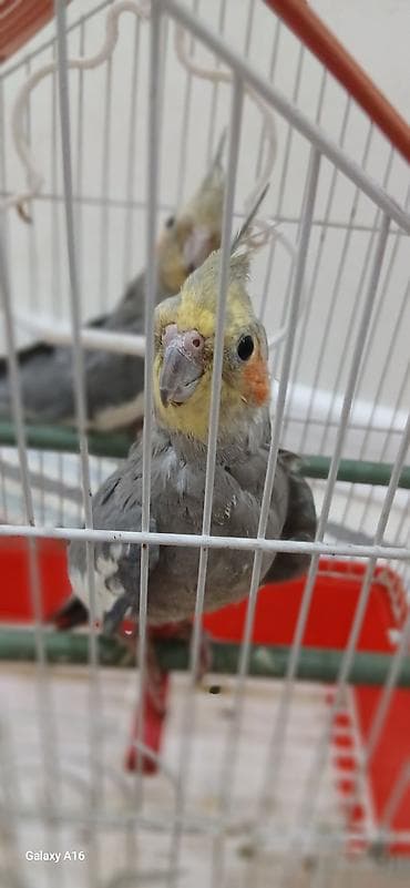 Tutuquşu (korella) cutlukdu hamsi bir yerde 40m (qefes daxil lalafo.az -da Tutuquşu (korella) cutlukdu hamsi bir yerde 40m (qefes daxil