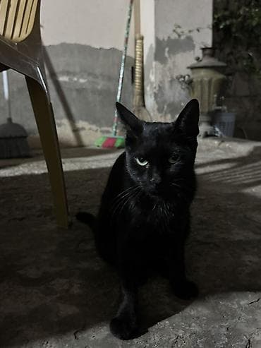 Domestic Shorthair sortudur 6 aylıqdır lalafo.az -da Domestic Shorthair sortudur 6 aylıqdır
