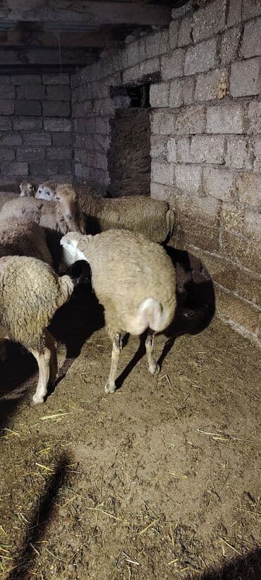 Qoca bogaz qoyunlar kim istese elaqe saxlaya biler lalafo.az -da Qoca bogaz qoyunlar kim istese elaqe saxlaya biler