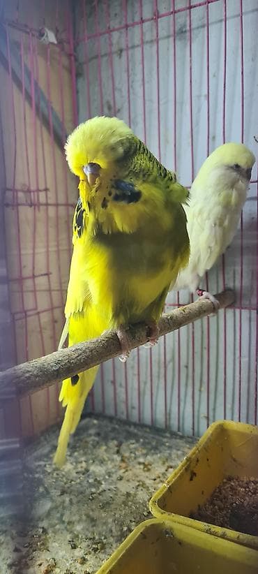 Other bird meat: Növ: İngilis şapalaqbaş (show) büdcir (dalğalı papağan) Rəng: Parlaq lalafo.az -da — 1 Other bird meat: Növ: İngilis şapalaqbaş (show) büdcir (dalğalı papağan) Rəng: Parlaq — 1