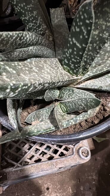 Другие растения: Güllər satılır köçlə əlaqədar. Fərqli qiymətə. Hamısını alana endirim at lalafo.az — 6 Другие растения: Güllər satılır köçlə əlaqədar. Fərqli qiymətə. Hamısını alana endirim — 6