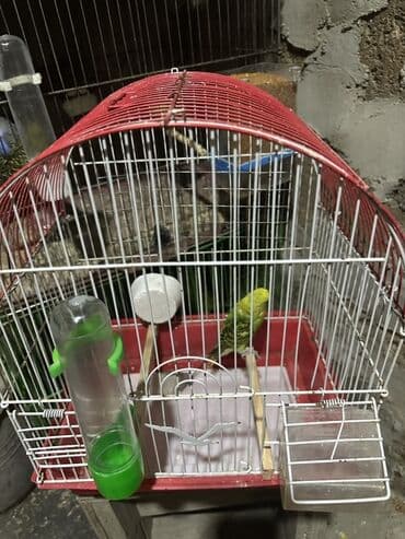 Salam. Şəkildə gördükləriviz 18 aznə satılır. Qəfəs Mel Kömür Duz Yem lalafo.az -da Salam. Şəkildə gördükləriviz 18 aznə satılır. Qəfəs Mel Kömür Duz Yem