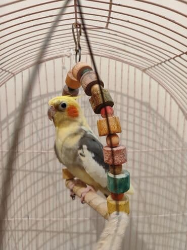 Papuqay satılır nimfa cockatiel papuqaydır cins erkek reng qarışıg lalafo.az -da Papuqay satılır nimfa cockatiel papuqaydır cins erkek reng qarışıg