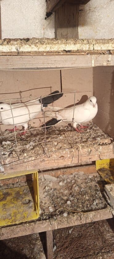 Məhsul: Ağ-qara quyruqlu göyərçin hazır cütü 20m Təsvir: - Rəng lalafo.az -da Məhsul: Ağ-qara quyruqlu göyərçin hazır cütü 20m Təsvir: - Rəng