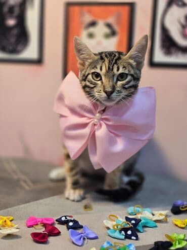 Devocka 4 mesaca. Cistaya priucenna k lotku. Domashnaya. V dobruyu lalafo.az -da Devocka 4 mesaca. Cistaya priucenna k lotku. Domashnaya. V dobruyu