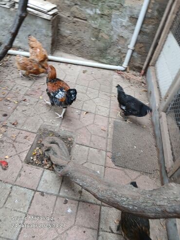 Toyuq, Yumurtalıq, Ünvandan götürmə lalafo.az -da Toyuq, Yumurtalıq, Ünvandan götürmə