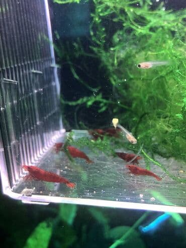 Аквариумные аксессуары и принадлежности: Sağlam və aktiv Bloody Mary krivetkaları satışdadır. Bitkili akvarium at lalafo.az — 2 Аквариумные аксессуары и принадлежности: Sağlam və aktiv Bloody Mary krivetkaları satışdadır. Bitkili akvarium — 2