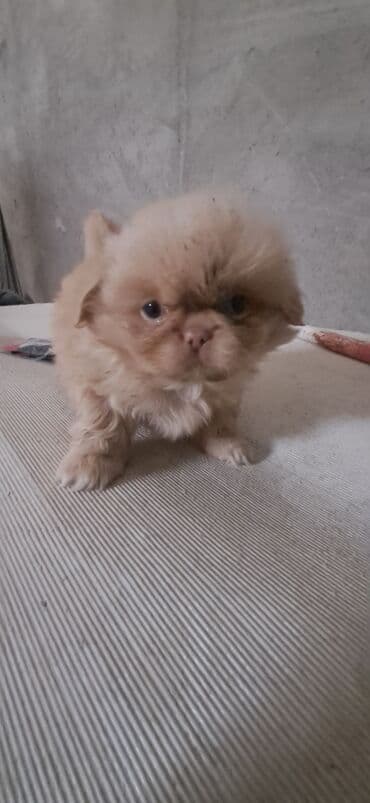 Pekines, 2 ay, Erkek lalafo.az -da Pekines, 2 ay, Erkek