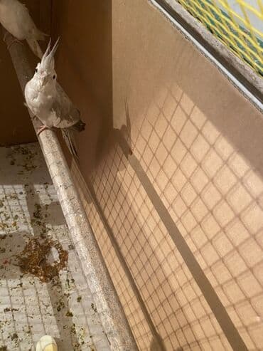 Грили: Фритюрница Без масла л, Новый at lalafo.az — 1 Грили: Фритюрница Без масла л, Новый — 1