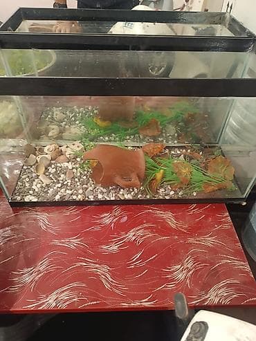 Şüşə akvarium – dekorativ aksesuarlarla - Material: qalın şüşə, qara lalafo.az -da Şüşə akvarium – dekorativ aksesuarlarla - Material: qalın şüşə, qara