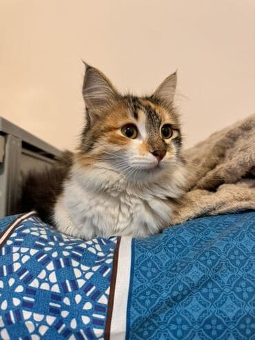 Yaxşı əllərə lalafo.az -da Yaxşı əllərə