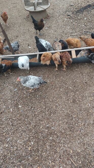 Toyuq cücələri, Damazlıq lalafo.az -da Toyuq cücələri, Damazlıq