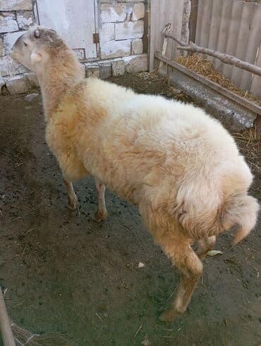 Erkək, il: 1, 60 kq, Ünvandan götürmə lalafo.az -da Erkək, il: 1, 60 kq, Ünvandan götürmə