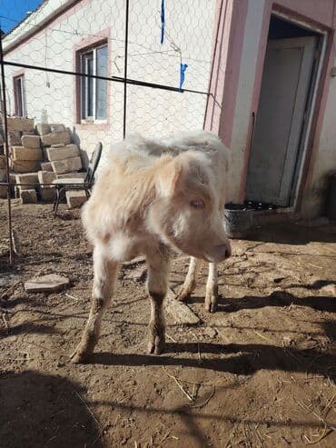 Erkey danadi cins malin balasidi 3 aylixdi ag kipriki bilenler bilir lalafo.az -da Erkey danadi cins malin balasidi 3 aylixdi ag kipriki bilenler bilir