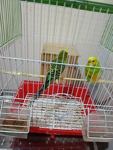 2 popuqay +qefes
Disi,erkey
Qiymet 50 azn
Unvan ramana
Ziko 🦋 lalafo.az -da 2 popuqay +qefes
Disi,erkey
Qiymet 50 azn
Unvan ramana
Ziko 🦋