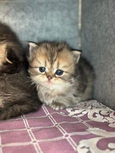 Şotland uzun tüklü, Dişi, Ünvandan götürmə, Pulsuz çatdırılma lalafo.az -da Şotland uzun tüklü, Dişi, Ünvandan götürmə, Pulsuz çatdırılma