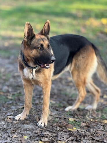 1 il, Dişi, Ünvandan götürmə lalafo.az -da 1 il, Dişi, Ünvandan götürmə