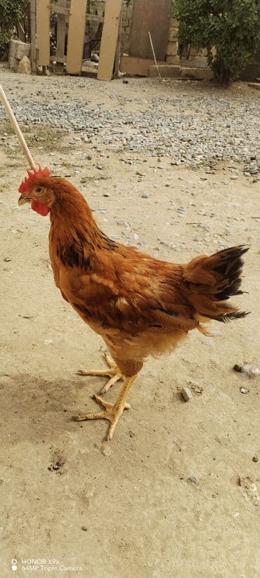 Yerli toyuqlar təmizlənmiş və diri halda satılır. 2 ay yarımlıqdir lalafo.az -da Yerli toyuqlar təmizlənmiş və diri halda satılır. 2 ay yarımlıqdir