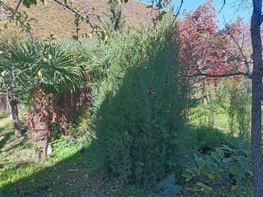 Удобрения: Məhsul: Bağ və landşaft üçün dekorativ palma və iynəyarpaq at lalafo.az — 4 Удобрения: Məhsul: Bağ və landşaft üçün dekorativ palma və iynəyarpaq — 4