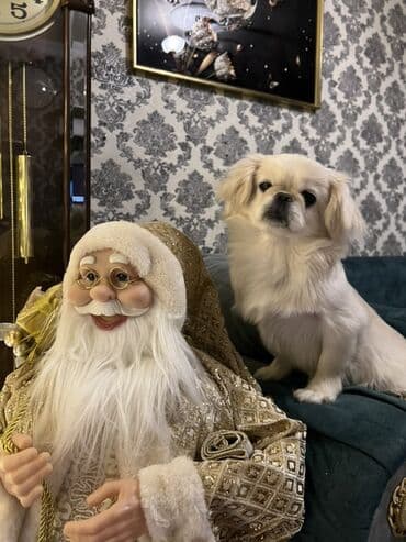 Dişi karlik pekines Gence lalafo.az -da Dişi karlik pekines Gence