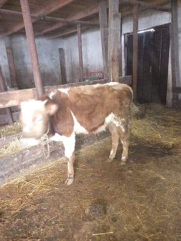 1 erkək 1 dişi dana satılır. 8-9 aylıqdı lalafo.az -da 1 erkək 1 dişi dana satılır. 8-9 aylıqdı