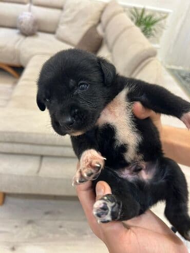 Kane-Korso lalafo.az -da Kane-Korso