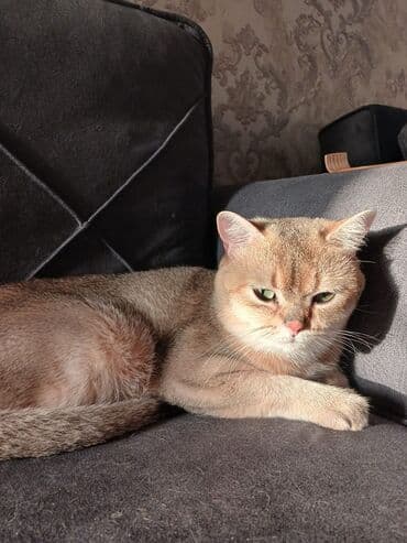 Qızıl şinşilla, Erkək, Cütləşmə üçün lalafo.az -da Qızıl şinşilla, Erkək, Cütləşmə üçün