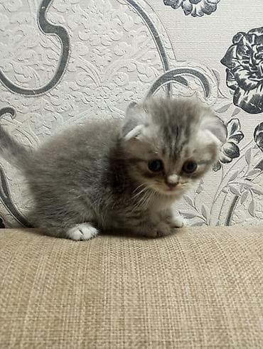 Şotland yastı qulaq, Erkək, Ünvandan götürmə lalafo.az -da Şotland yastı qulaq, Erkək, Ünvandan götürmə