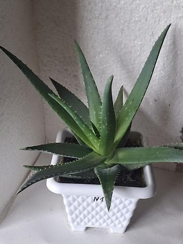 Aloe vera otaq bitkisi – saksıda - N1, N2, N4 kimi nömrələnmiş lalafo.az -da Aloe vera otaq bitkisi – saksıda - N1, N2, N4 kimi nömrələnmiş
