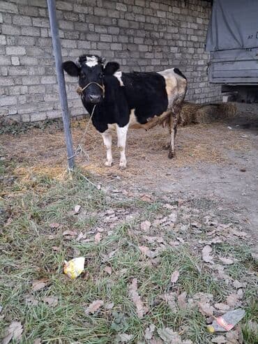 Dişi, Simental, il: 8, Südlük, Ünvandan götürmə lalafo.az -da Dişi, Simental, il: 8, Südlük, Ünvandan götürmə