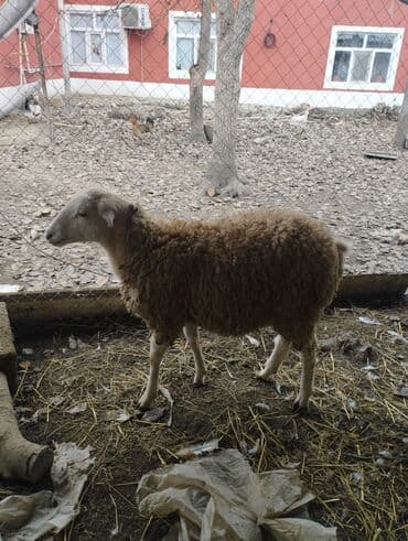 Hər ikisi cins quzlaridir iksdə dişdir 5-6 aylıq quzlardir qiyməti lalafo.az -da Hər ikisi cins quzlaridir iksdə dişdir 5-6 aylıq quzlardir qiyməti