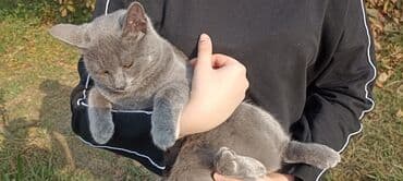 Şotland, Dişi, Yaxşı əllərə, Pulsuz çatdırılma lalafo.az -da Şotland, Dişi, Yaxşı əllərə, Pulsuz çatdırılma