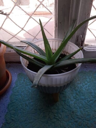 Bitki dərmanları: AKOYE BİTKİSİ YENİ FESİLEDEN BUDAGLARİ MÖHKEM ( gözel kremalar lalafo.az -da — 2 Bitki dərmanları: AKOYE BİTKİSİ YENİ FESİLEDEN BUDAGLARİ MÖHKEM ( gözel kremalar — 2