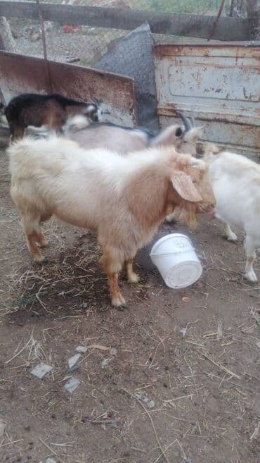 Keçi 1yaş 1ay lalafo.az -da Keçi 1yaş 1ay