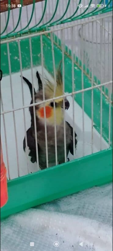 Məhsul: Nimfa tutuquşu (Cockatiel) Xüsusiyyətlər: - Rəng: boz-gümüşü lalafo.az -da Məhsul: Nimfa tutuquşu (Cockatiel) Xüsusiyyətlər: - Rəng: boz-gümüşü