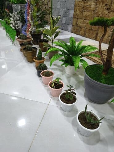 Otaq bitkiləri və kaktus kolleksiyası - Müxtəlif ölçü və formalarda lalafo.az -da Otaq bitkiləri və kaktus kolleksiyası - Müxtəlif ölçü və formalarda