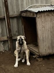 Çoban iti 5 aylıq dişi 350 azn 055 662 05 16 bu nömreye yazın lalafo.az -da Çoban iti 5 aylıq dişi 350 azn 055 662 05 16 bu nömreye yazın