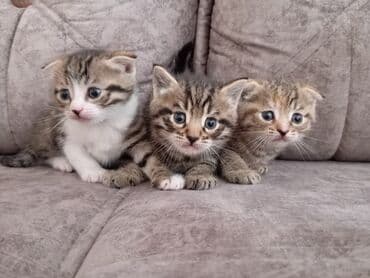 Şotland yastı qulaq lalafo.az -da Şotland yastı qulaq