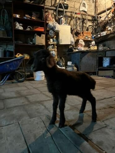 Salam ekiz balanin bir tayidi disidi lalafo.az -da Salam ekiz balanin bir tayidi disidi