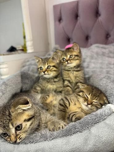 Tabbi, Erkək, Dişi, Yaxşı əllərə, Ünvandan götürmə, Pulsuz çatdırılma, Ödənişli çatdırılma lalafo.az -da Tabbi, Erkək, Dişi, Yaxşı əllərə, Ünvandan götürmə, Pulsuz çatdırılma, Ödənişli çatdırılma