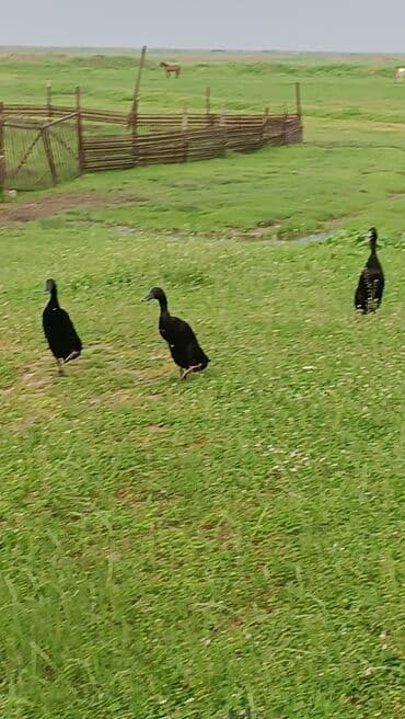 Pinqvin ördəkler satılır 4ədədi 80azn ünvan Masalli. ödənişli lalafo.az -da Pinqvin ördəkler satılır 4ədədi 80azn ünvan Masalli. ödənişli