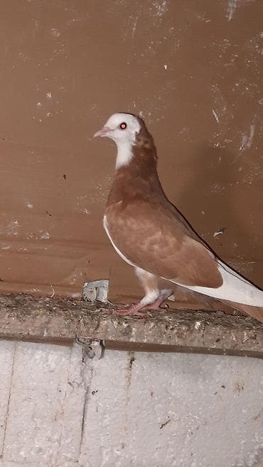Ax baw kekili tekti maya olmalidi qiymeti 18manat.weher ici boltla lalafo.az -da Ax baw kekili tekti maya olmalidi qiymeti 18manat.weher ici boltla
