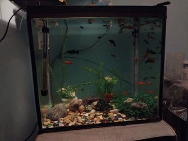 Salam tecili satilir her seynen bir yerde icjnde baliq coxdu hamsi lalafo.az -da Salam tecili satilir her seynen bir yerde icjnde baliq coxdu hamsi