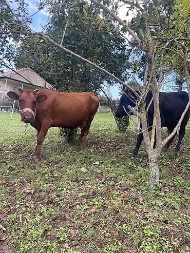 8 Eded damazdix boxaz danalar tecili SATILIR Ayri ayri almaxda lalafo.az -da — 7 8 Eded damazdix boxaz danalar tecili SATILIR Ayri ayri almaxda — 7