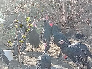 Dişi, Damazlıq lalafo.az -da Dişi, Damazlıq